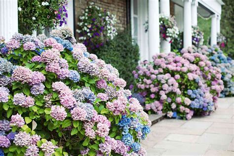 How to Boost the Color of Your Hydrangeas | Martha Stewart