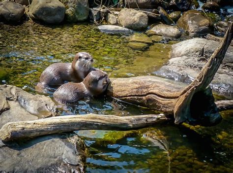 ENGLAND: Exploring the London Wetland Centre