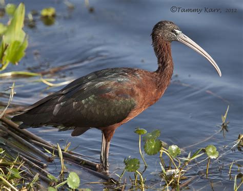 Birding Is Fun!: Courtship