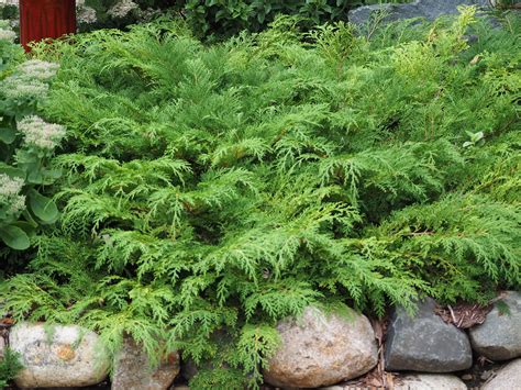 Russian Cypress very hardy low and wide. Bronze to purple in winter. Full sun to full shade 12"X ...