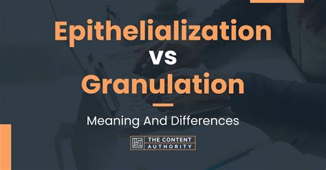 Epithelialization vs Granulation: Meaning And Differences