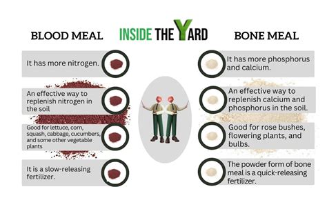 Blood Meal Vs Bone Meal For Tomatoes: The Ultimate Differentiation ...