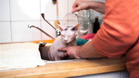 Sphynx Cat Price Guide: Do They Have To Cost a Fortune?