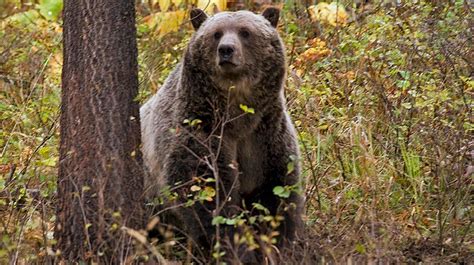 Three hunters injured in Montana grizzly bear attacks