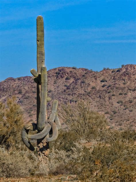 Embracing Saguaro Cactus | Cactus art print, Cactus art, Saguaro