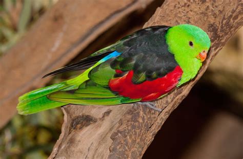 Australia's Top 10 Most Beautifully Coloured Birds | Australian Wildlife Journeys