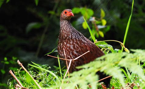 Birding at bwindi forest National park | bwindi forest park birding