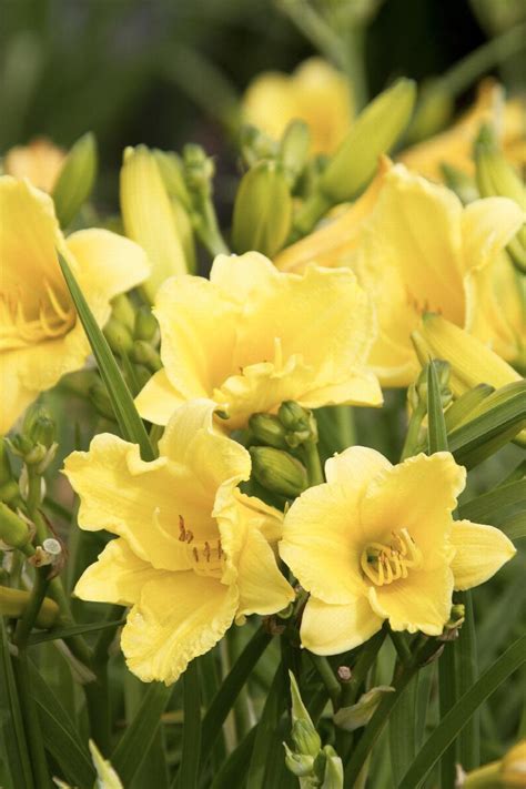 Happy Returns Dwarf Daylily, Hemerocallis x 'Happy Returns', Monrovia Plant