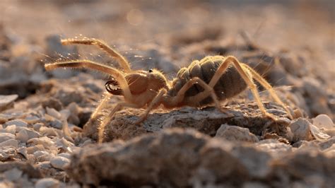 Enormous Camel Spiders Do Chase People, But They’re Not After Us | IFLScience