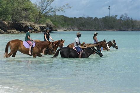 Five Destinations for Animal Lovers: Destination Trinidad and Tobago | Tours, Holidays ...