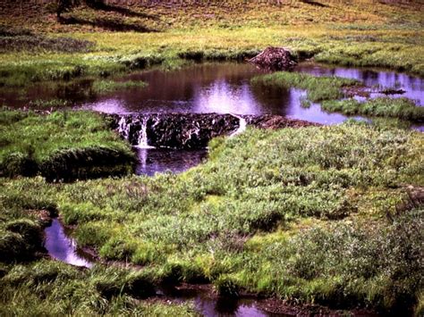 Beaver Pictures & Facts: Beaver Dams