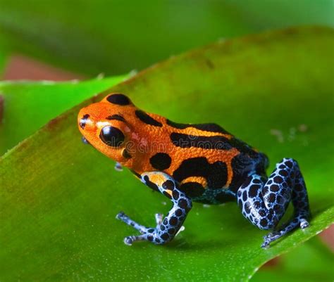 Red poison dart frog stock photo. Image of frog, exotic - 22858586