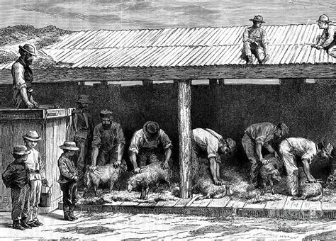 Sheep Shearing, Australia, 1886.artist by Print Collector