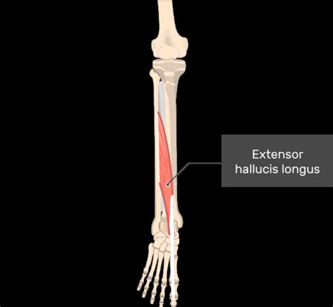 Extensor hallucis longus muscle - Origin, Insertion, Function