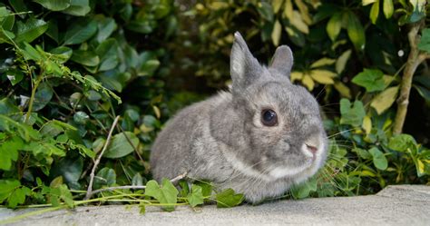 Cleaning Your Rabbit’s Scent Glands! – Cooper the Pooper