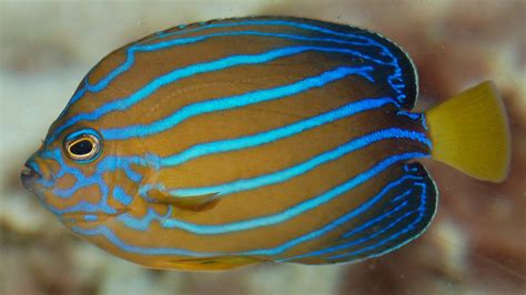 File:Bluestriped angelfish Chaetodontoplus septentrionalis Side 1883px.jpg - Wikipedia