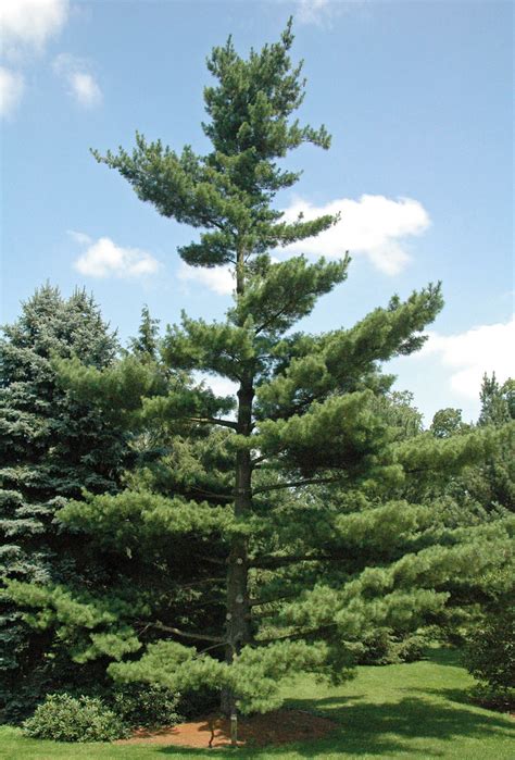 Pinus strobus - The eastern white pine cultivation | Travaldo's blog