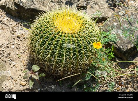 Endemic tree mexico hi-res stock photography and images - Alamy