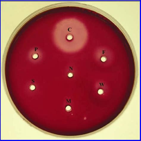 Polygalacturonase plate activity assay of cation exchange-purified... | Download Scientific Diagram