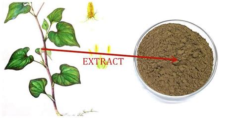 China Factory Supplier Houttuynia Cordata Extract Powder - Xi'an Le Sen ...