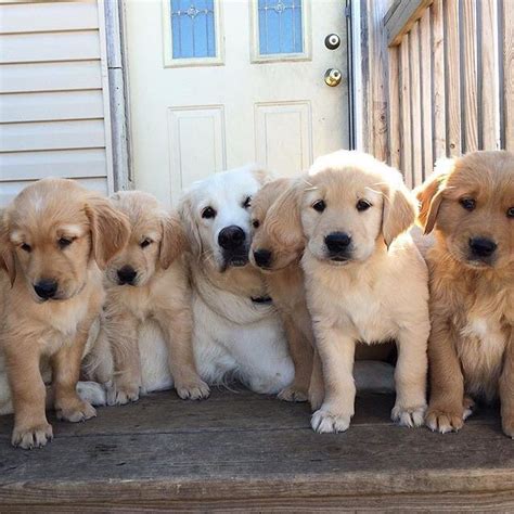 A golden family : r/aww