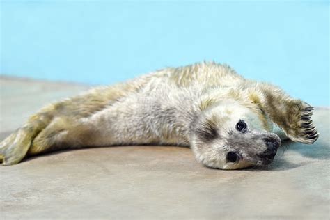 Gray Seal Pup Marks First Birth of 2016 at Brookfield Zoo | La Grange, IL Patch