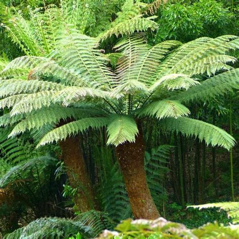 Soft Tree Fern | Dicksonia Tree Fern | Dicksonia Fern