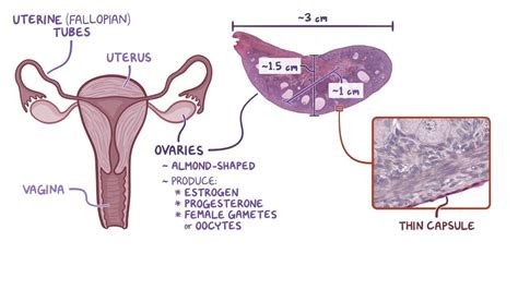 Ovary