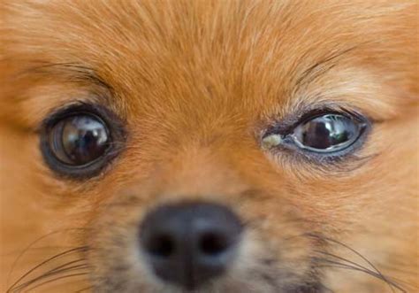 9 Most Common Dog Eye Problems To Watch Out For