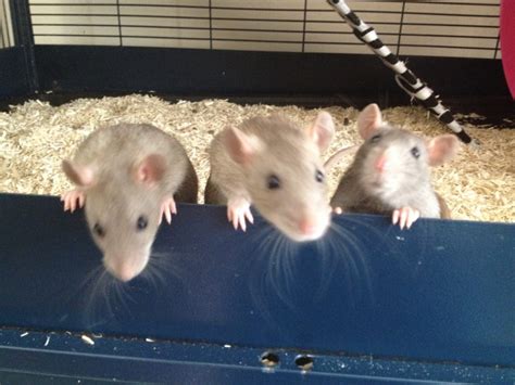 What I’m breeding now (velvet rats…!) – Blue Apple Rattery