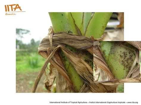 Biology, monitoring and management of banana aphid – vector of banana ...