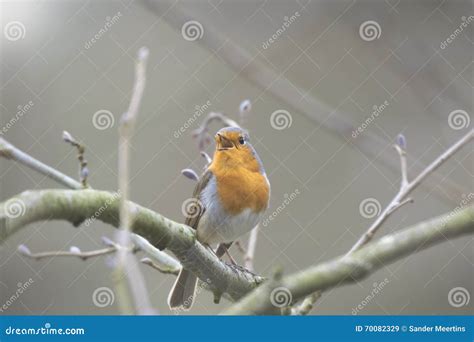 Bird mating stock image. Image of mating, early, nature - 70082329