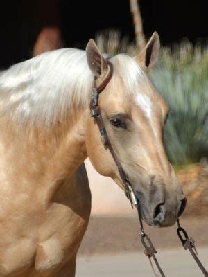 Silver Spurs Equine I Sale Horses | Horses, Equines, Animals