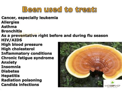 Health Benefits of Reishi Mushrooms