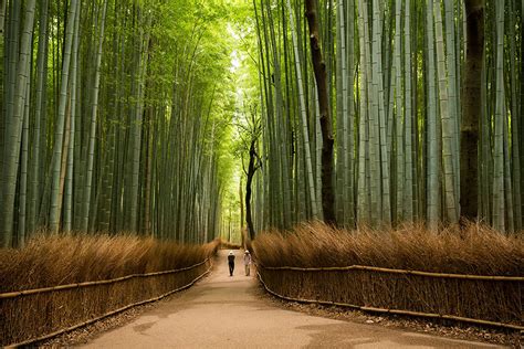 15 Places That Will Make Japan Your Dream Travel Destination | DeMilked