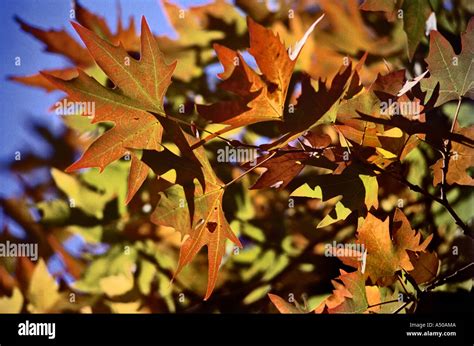 Chinar leaves Stock Photo - Alamy