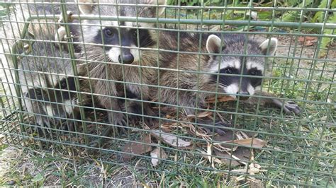 Raccoon Trapping Services | Urban Wildlife Trapping Experts