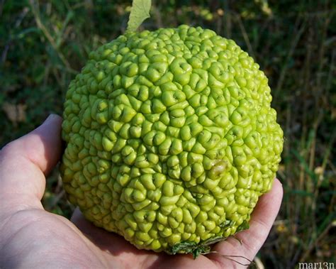 Osage Orange Tree - Maclura pomifera - North American Insects & Spiders