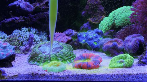 Coral Feeding - Tips and Tricks: broadcast feeding and target feeding.