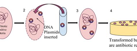 Difference Between Transfection and Transformation - Pediaa.Com