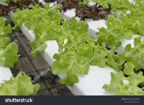 Hydroponic Nutrient Film Technique Nft System Stock Photo 2209582949 ...