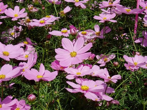 Cosmos (plant) - Wikipedia