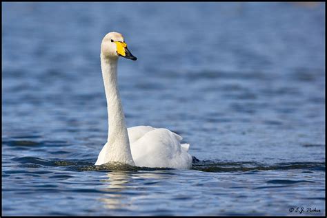 Whooper Swan Page