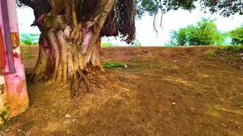 Banyan Tree Near the Hindu Temple 40292893 Stock Video at Vecteezy