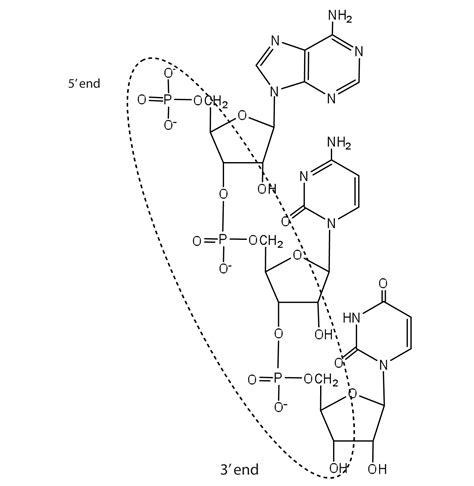 19.2 Nucleic Acid Structure | The Basics of General, Organic, and Biological Chemistry