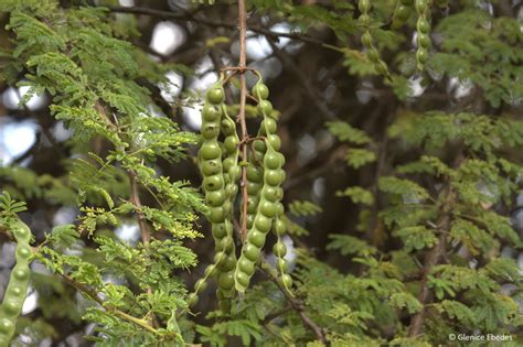 Vachellia nilotica subsp. kraussiana – PLANTBOOK