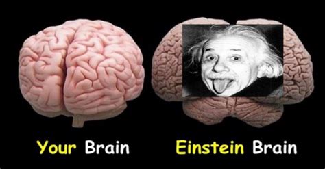 Einstein’s Brain: Does Size Matter?