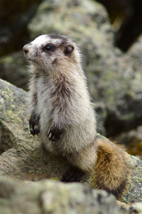 Baby Marmot Lookout | Marmot, Animals, Cute animals