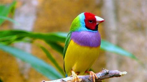 Colorful Birds Wallpapers - Top Free Colorful Birds Backgrounds ...