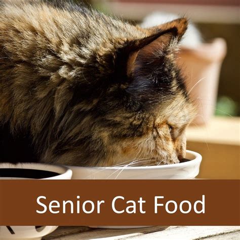 Does Your Senior Cat Need Senior Cat Food | Elderly Pet Blog